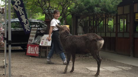Witnessing-a-wild-deer-in-Nara,-Japan,-within-the-vicinity-of-Todai-ji-temple,-adjacent-to-a-bakery-where-a-saleswoman-enters-the-establishment