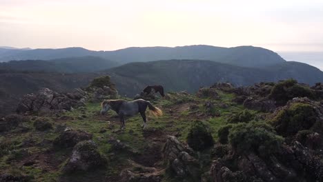 Highland-Harmony:-Pferde-Am-Rand-Einer-Grünen-Klippe-Aus-Der-Drohnensicht