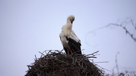 Cigüeña-Blanca-Ciconia-Ciconia-Se-Acicala-Encima-De-Un-Nido-áspero-De-Palos,-Primer-Plano