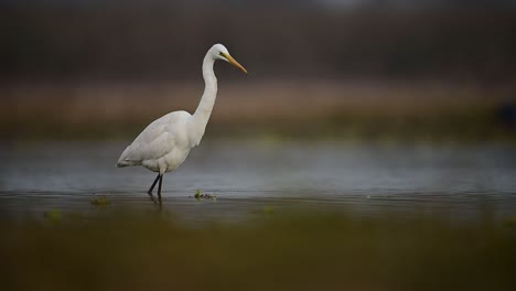 Der-Große-Weiße-Reiher-Beim-Fischen