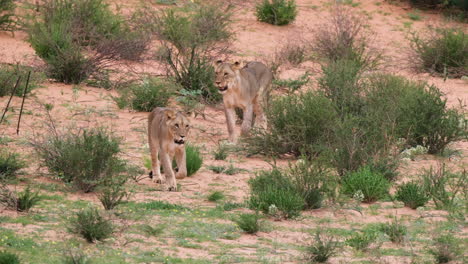 Two-Lioness-Walking-In-African-Savanna---Wide-Shot
