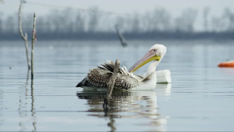 Young-Great-white-pelican-cleaning-preening-feathers-lake-Kerkini