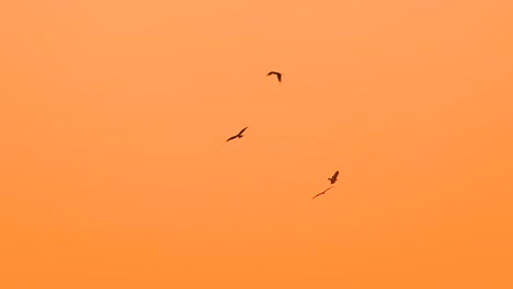 Silhouettes-of-eagles-or-hawks-circling-above-the-sunset-sky