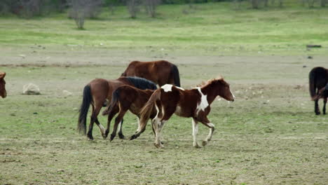 Young-wild-horse-galloping-playfully-on-a-green-meadow-among-herd