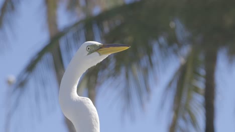 Silberreiher-Nahaufnahme-Auf-Der-Suche-Nach-Fischresten-Mit-Palmen-Im-Hintergrund-In-Florida