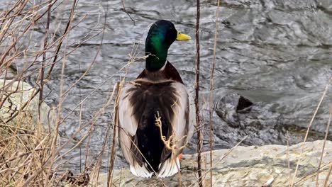 Nahaufnahme-Einer-Ente,-Die-Am-Ufer-Eines-Flusses-Steht