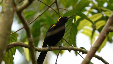 Epaulet-oriole-known-as-Moriche-oriole-with-golden-hood-and-rump,-perched-on-tree-branch,-wondering-around-the-surroundings,-spread-its-wings-and-fly-away,-close-up-shot