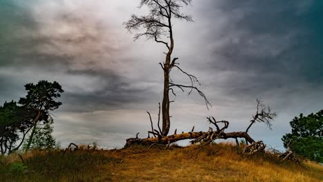 Natural-landscape-with-old-dead-trees-and-stormy-cloudscape,-time-lapse-view