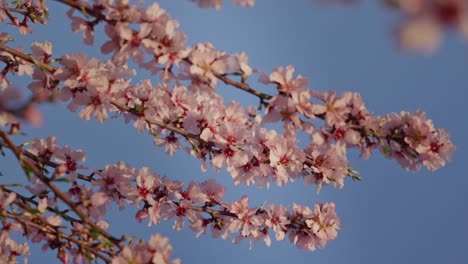 Branches-of-almond-flowers-in-blossoms-on-a-spring-under-a-blue-sky-in-slow-motion,-pink-and-relaxing