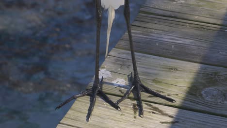 View-of-Great-White-Egret-feet-standing-on-wood-dock