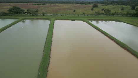 Luftaufnahme-über-Bewässerten-Reisfeldern,-Bayaguana,-Comatillo-In-Der-Dominikanischen-Republik
