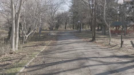 drone-shot-going-through-a-park