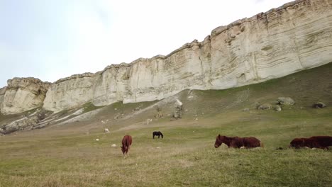 Experience-the-grandeur-of-Crimea-as-you-immerse-in-the-sight-of-horses-grazing-by-the-white-cliff-in-this-video,-embodying-natural-beauty-and-tranquility