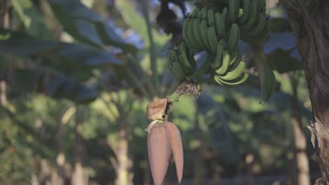 shot-of-tropical-green-banana-plantation-in-the-field-over-the-sunset,-raw-video-1920x1080-c-log-color