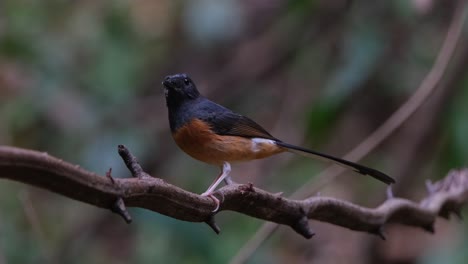 Camera-zooms-out-while-perched-on-a-crooked-vine-looking-up-and-then-down-below,-White-rumped-Shama-Copsychus-malabaricus,-Thailand