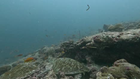 Grüne-Meeresschildkröte-Ruht-Auf-Einem-Riff-Unter-Dem-Meer