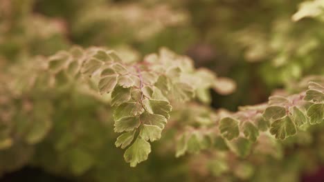 Close-up-of-ferns-in-warehouse-growing-trays