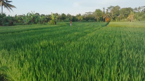 Disparo-Aéreo-De-Un-Dron-Volando-Bajo-Sobre-Arrozales-Hacia-Una-Mujer-En-La-Distancia-Al-Amanecer-En-Ubud-Bali