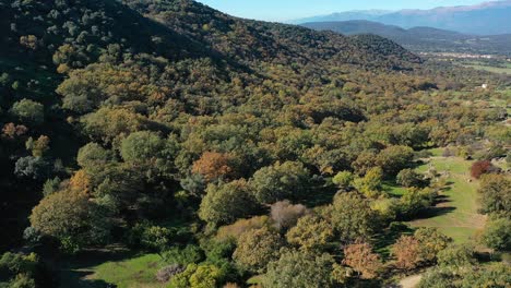 Sinkflug-In-Einem-Tal-über-Einem-Eichenwald-An-Einem-Herbsttag-Mit-Den-Farben-Der-Herbstbäume,-Annäherung-An-Die-Baumkronen-Und-Sicht-Auf-Grüne-Flächen-Und-Einen-Blauen-Himmel-Am-Anfang-In-Avila,-Spanien