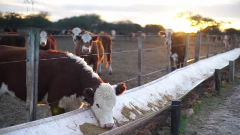 Vacas-Alimentándose-Mucho-Al-Atardecer,-Cálida-Luz-Dorada,-Ambiente-Tranquilo-De-Granja,-Enfoque-Superficial