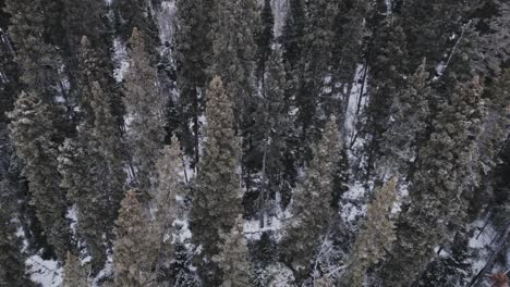 Langsame-4K-Drohnenfilmbewegung-über-Einem-Isolierten-Winterwald-Mit-Immergrünen-Bäumen
