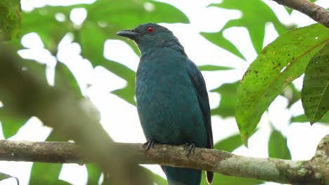 Wild-female-Asian-fairy-bluebird-perched-on-tree-branch-amidst-in-the-forest,-alerted-by-the-surrounding,-looking-around-the-environment,-close-up-shot