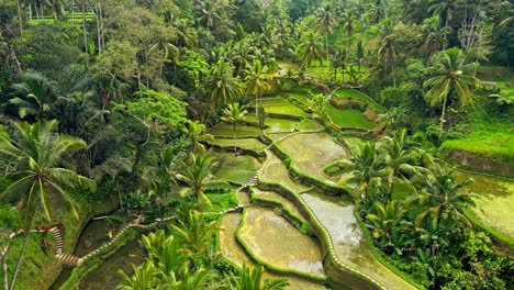 A-high-angle-shot-of-a-lush-green-rice-terrace-surrounded-by-tropical-foliage