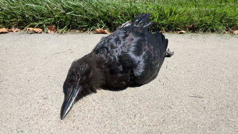 Cuervo-Negro-Fallecido-Tirado-En-El-Pavimento