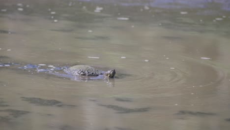 Rotwangen-Schmuckschildkröte,-Die-Durch-Schlammiges-Wasser-Läuft-Und-Den-Kopf-In-Einem-Feuchtgebiet-In-Florida-Eintaucht