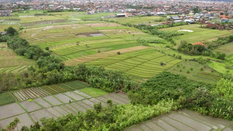 Vista-De-Drones-De-Campos-De-Arroz-Con-Expansión-Urbana-De-Denpasar-Al-Fondo,-Bali,-Indonesia