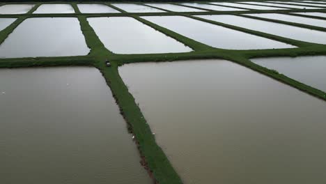 Luftaufnahme-über-Bewässerten-Reisfeldern-Und-Reihern,-Bayaguana,-Comatillo-In-Der-Dominikanischen-Republik