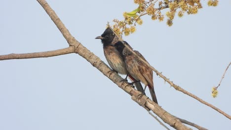 Red-vented-bulbul-two-birds