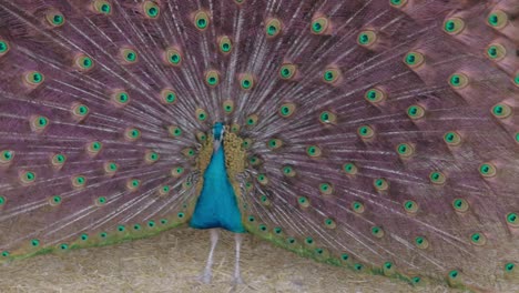 Close-Up-of-Peacock-With-Colorful-Feathers-Displayed