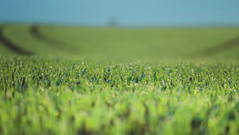 Saftig-Grünes-Feld-Mit-Frischen-Weizentrieben,-Bestreut-Mit-Morgentau