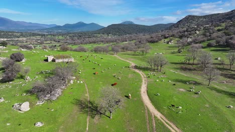 Vuelo-Con-Un-Dron-En-Un-Campo-Viendo-Una-Carretera-Y-Rebaños-De-Ovejas-Y-Vacas-En-Movimiento-Pastando-En-Hierba-Verde-Con-Fondos-De-Montañas-Con-Bosques-De-Robles-En-Una-Tarde-De-Invierno-En-Ávila,-España