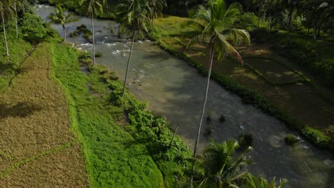 Üppige-Grüne-Felder-Und-Fluss-Auf-Der-Insel-Bohol,-Philippinen,-Mit-Tropischen-Bäumen,-Luftaufnahme