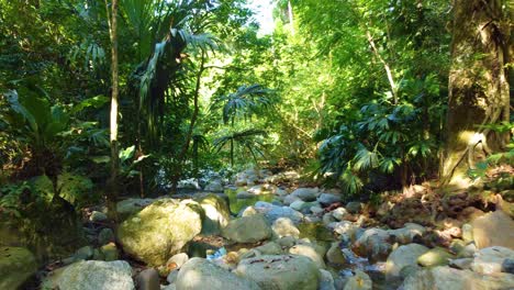 Río-Del-Bosque-Selvático,-Grandes-Rocas-En-El-Amazonas-Como-Un-Desierto-Exótico-Y-Soleado,-árboles-Colgantes,-Palmeras