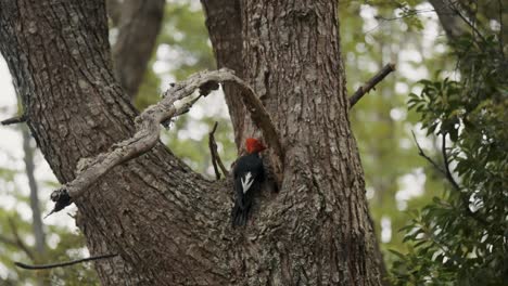 Macho-De-Pájaro-Carpintero-Magallánico-Posado-En-El-Tronco-De-Un-árbol-En-El-Bosque-En-El-Parque-Nacional-Tierra-Del-Fuego,-Argentina---Cerrar