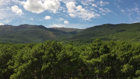 Vuelo-Ascendente-Con-Un-Dron-Con-Efecto-Sorpresa-Comenzando-Con-Unos-Pinos-Y-Descubriendo-Unas-Montañas-Sorprendentes-Y-Un-Gran-Bosque-Con-Un-Cielo-Azul-En-Una-Tarde-De-Invierno-Avila-España