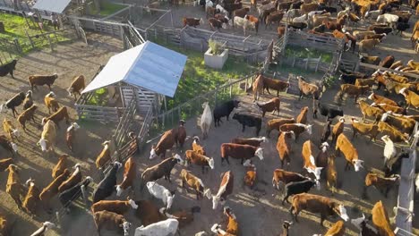 A-bustling-cattle-farm-with-numerous-cows-at-daytime,-aerial-view