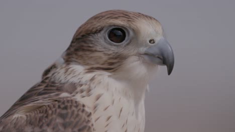 Close-up-of-a-majestic-falcon-with-keen-eyes,-detailed-feathers,-against-a-soft-background