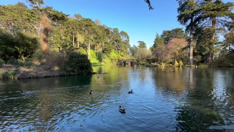 Ducks-Swimming-in-Stow-Lake,-Golden-Gate-Park-on-Sunny-Day