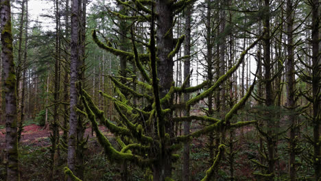 Pazifischer-Nordwesten,-Nahaufnahme-Eines-Mit-Moos-Bedeckten-Baumes-Und-Ästen-Im-Mooswald-Im-US-Bundesstaat-Washington