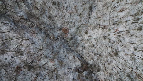 Top-view-of-snow-ground-in-dead-leafless-winter-forest,-aerial-drone-shot