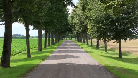 Tree-lined-Road-In-The-Countryside.---aerial-pullback
