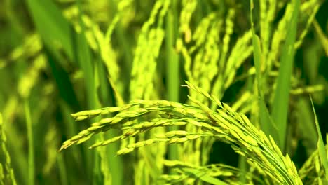 Up-close-butterfly-green-unripe-paddy-rice-plant-in-rural-agriculture-farm