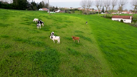 drone-view-of-cows-grazing-in-green-fields-on-the-São-Miguel-island---Azores,-Portugal