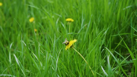 Close-up-shot-of-a-Bee-on-a-dandelion-in-the-Lush-green-grass