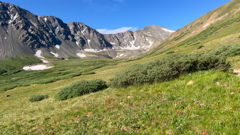 Colorado-wildflowers-Grays-and-Torreys-trail-head-fourteener-high-elevation-peak-mountaineering-hike-hiking-Rocky-Mountains-Continental-Divide-summer-sunny-bluebird-high-elevation-scenic-view-pan-up