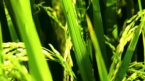 -Dragonfly-on-ferns-of-rice,-grain-plants-during-sunny-afternoon